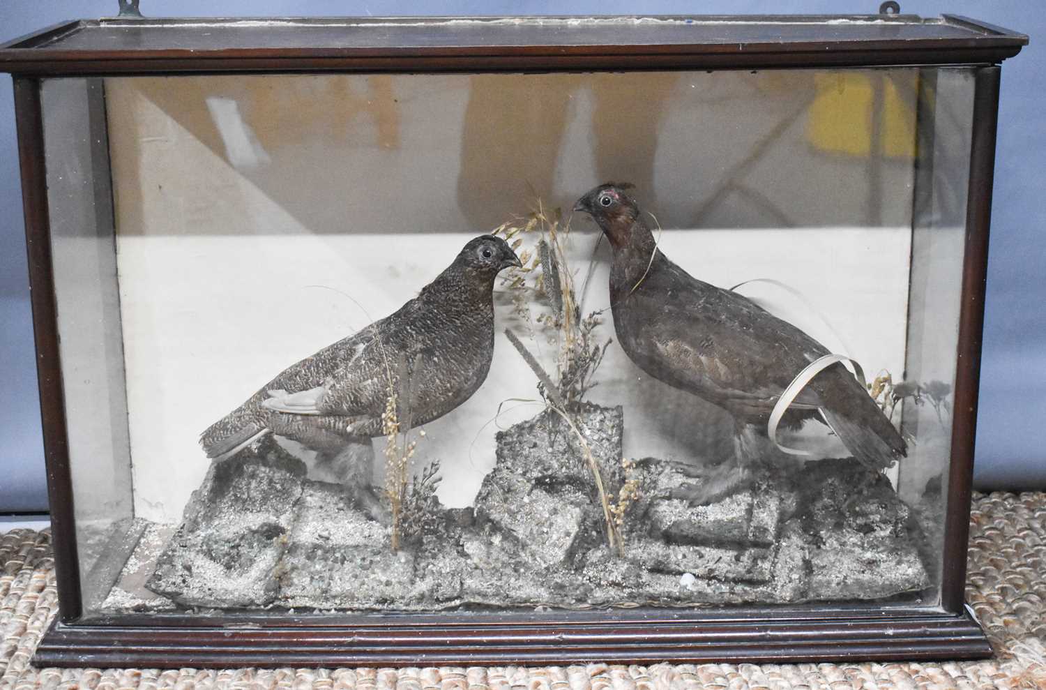 Lot 309 - A Victorian taxidermy pair of grouse, standing...