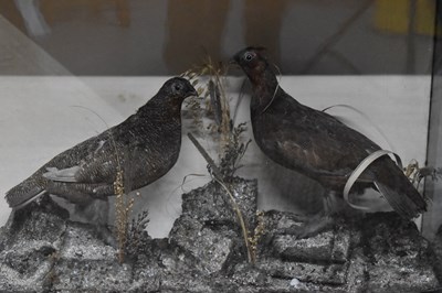 Lot 309 - A Victorian taxidermy pair of grouse, standing...