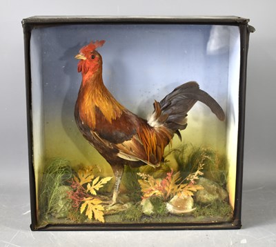 Lot 359 - Taxidermy: A late Victorian Bantam Cockerel,...