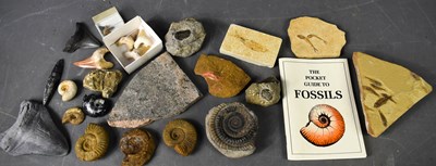 Lot 237 - A group of various fossils, including fish...