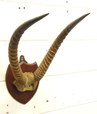 Lot 182 - Taxidermy: A set of early 20th Oryx or Ibex...