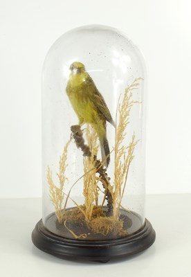 Lot 451 - A taxidermy greenfinch, likely Victorian,...