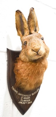 Lot 183 - P Spicer & Sons of Leamington taxidermy hare...