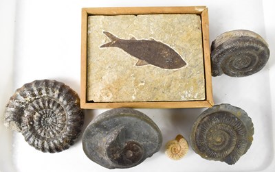 Lot 400 - Fossils: a group of five ammonites and a fish...