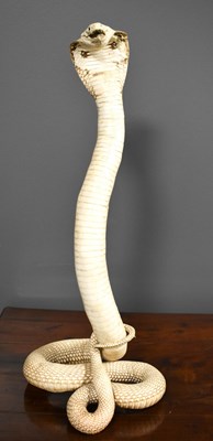 Lot 401 - A taxidermi white cobra, modelled in the...