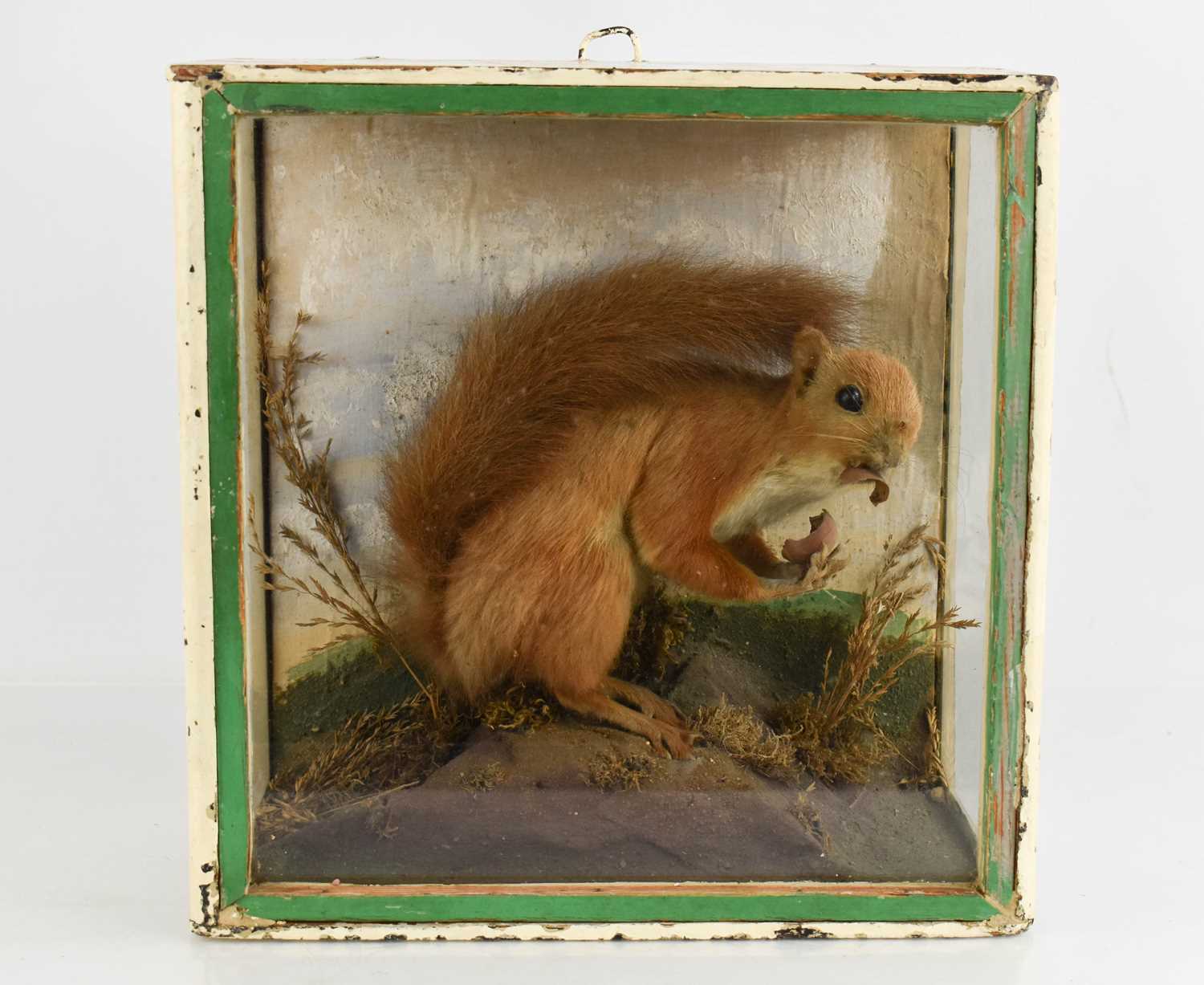 Lot 576 - A Taxidermy cased red squirrel circa 1900,...