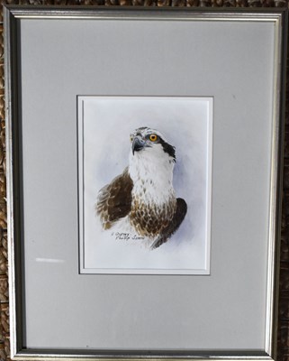 Lot 96 - Philip Snow (20th century): Osprey,...