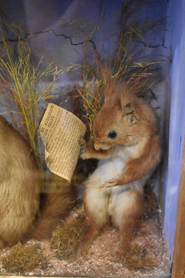 Lot 578 - A Victorian taxidermy diorama with three red...