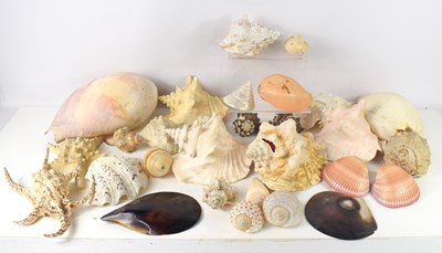 Lot 158 - A collection of sea shells to include Conch,...