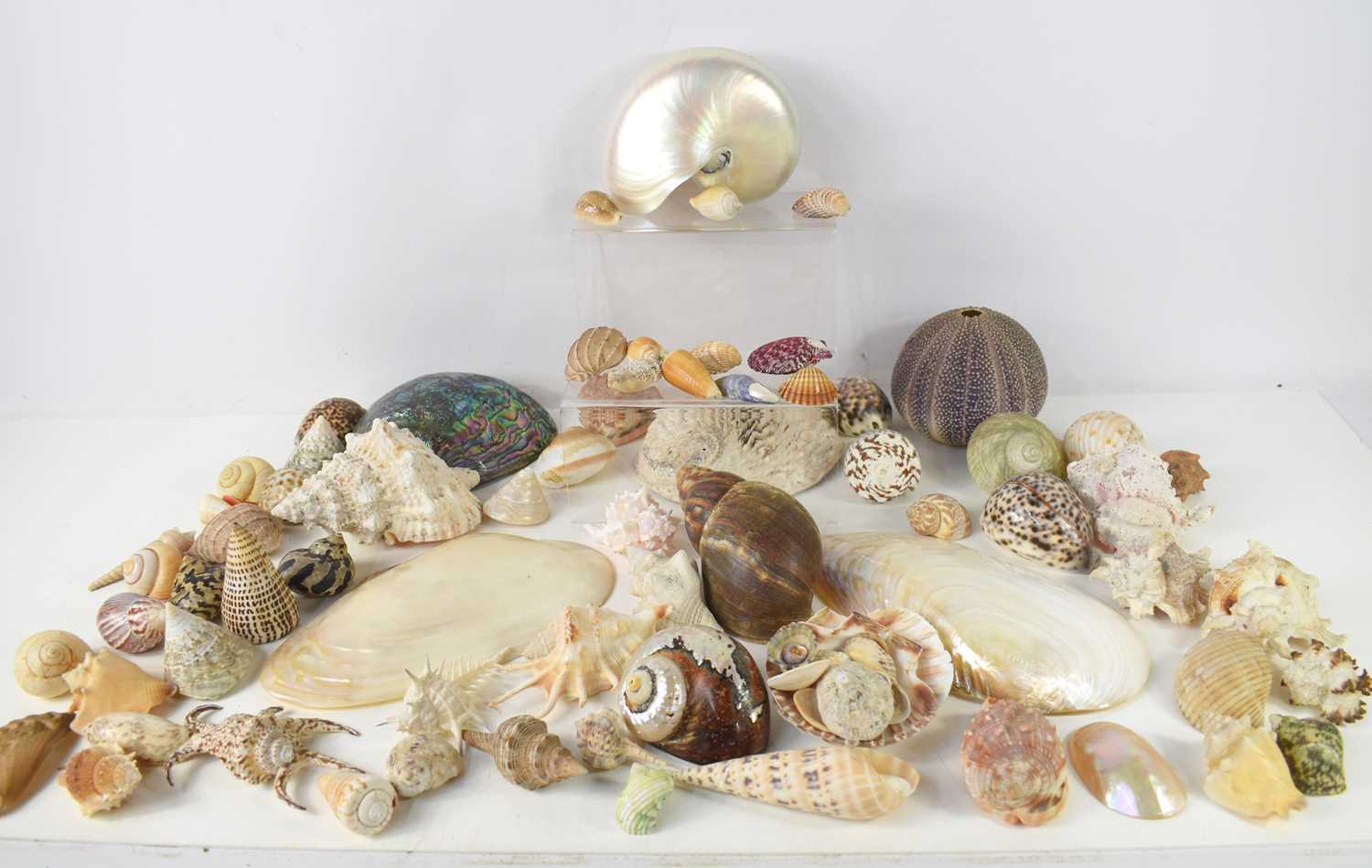 Lot 113 - A collection of sea shells to include