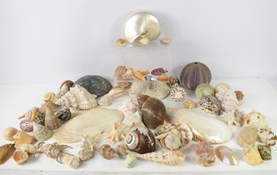 Lot 113 - A collection of sea shells to include Abalone,...