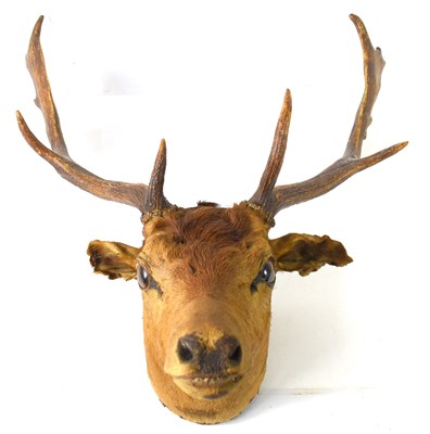 Lot 243 - Taxidermy: A 19th century deer stag head, the...