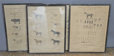 Lot 91 - A group of four French animal anatomical...