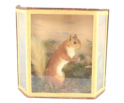 Lot 337 - Taxidermy: a late Victorian or Edwardian red...