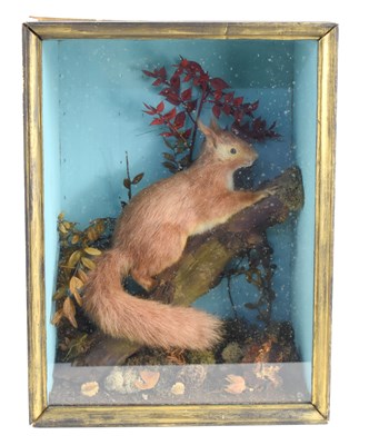 Lot 340 - A taxidermy red squirrel in a glass fronted...