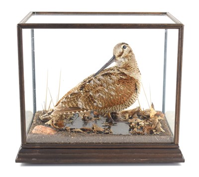 Lot 338 - A taxidermy woodcock in a rectangular glass...