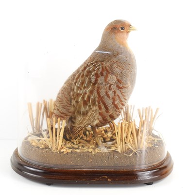 Lot 339 - A taxidermy grouse on a naturalistic base with...