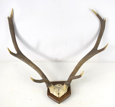 Lot 334 - An eight point stag antler with skull cap,...