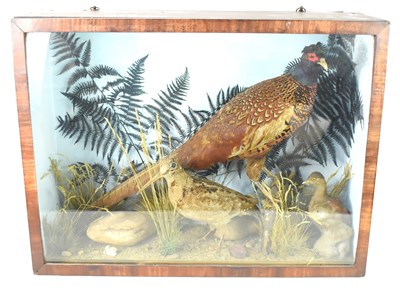 Lot 267 - Taxidermy: A cock pheasant and two other birds...