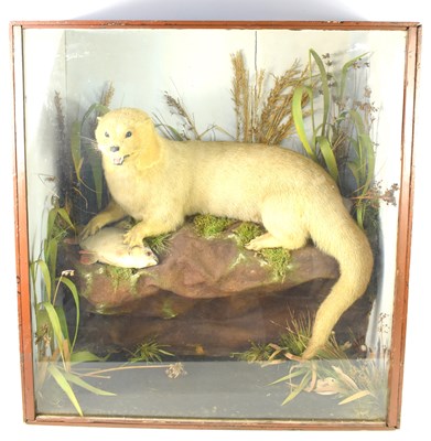 Lot 269 - A Victorian Taxidermy of an otter with a Roach...