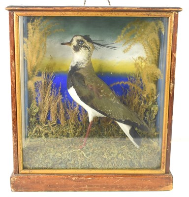 Lot 263 - An antique cased taxidermy of a Lapwing...