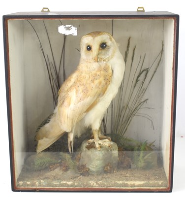 Lot 265 - A cased taxidermy of a Barn owl, mounted in a...