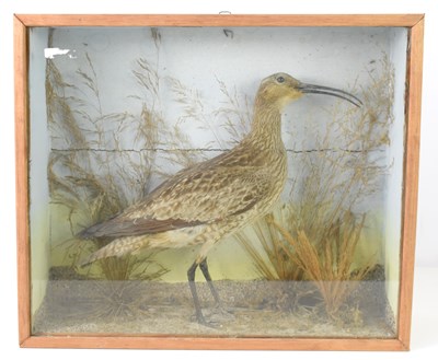 Lot 266 - A cased taxidermy of a Curlew, likely Whimbrel,...