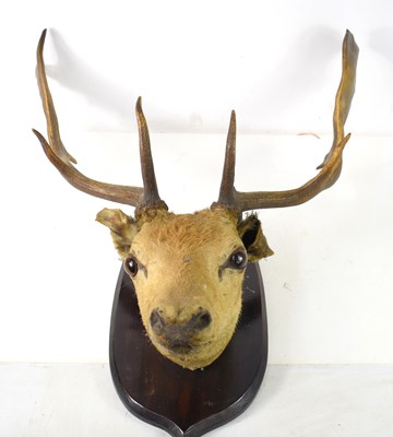 Lot 268 - Taxidermy: A deer stag head mounted on an oak...