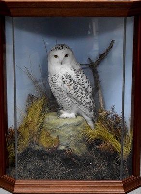 Lot 315a - A taxidermy Snowy Owl, by G Tatterton of...