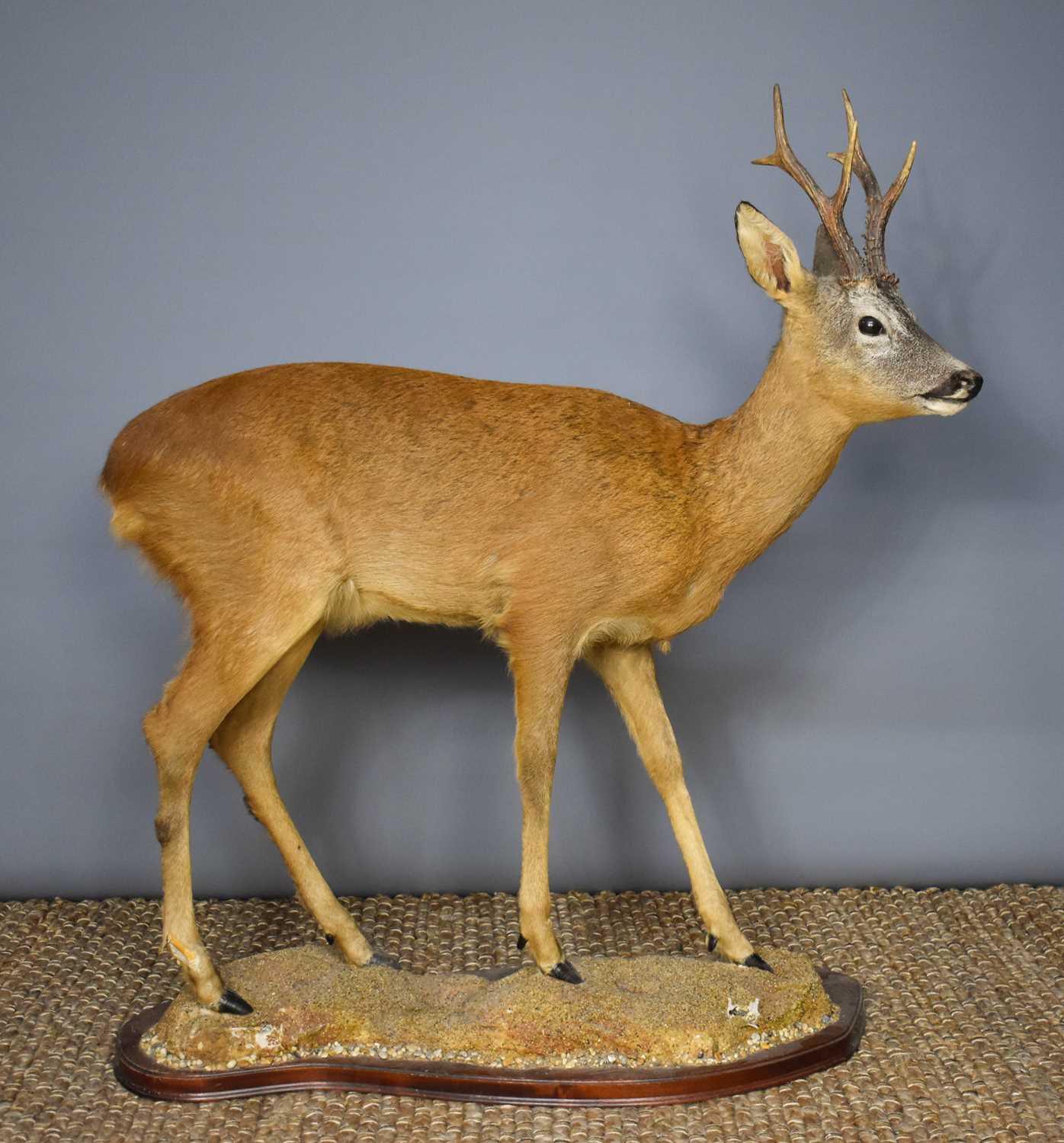 Lot 338 - A taxidermy red deer, raised on a naturalistic...