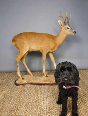 Lot 338 - A taxidermy red deer, raised on a naturalistic...