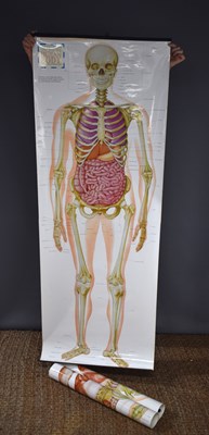 Lot 154 - Two Anatomy Chart posters from The Children's...