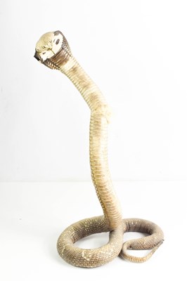 Lot 268 - A taxidermy cobra, modelled in an upright...