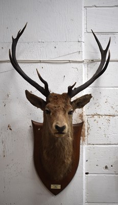 Lot 269 - Taxidermy: A large stag deer, shoulder mount,...