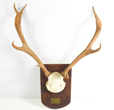 Lot 154 - A set of deer antlers mounted on a wooden...