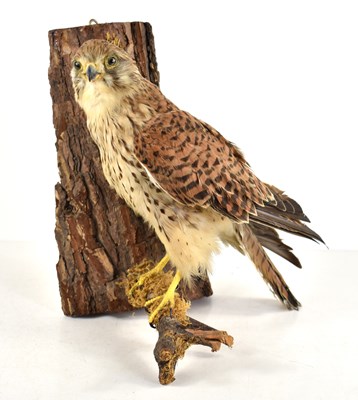 Lot 405 - Taxidermy: A 20th century common kestrel...