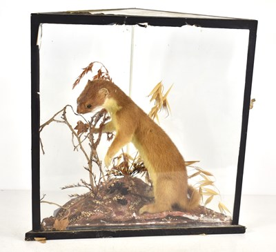 Lot 406 - A taxidermy of stoat set in a naturalistic...