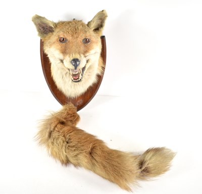 Lot 387 - A taxidermy fox head and tail, mounted on an...