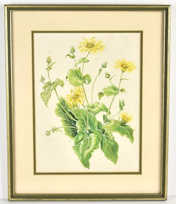 Lot 427 - Barbara Briggs: botanical studies, watercolour...