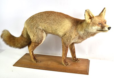 Lot 388 - A Taxidermy of a fox on an oak plinth, 83cm...