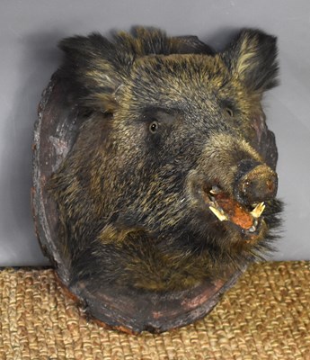 Lot 389 - A Taxidermy of a wild boar mounted on a slice...