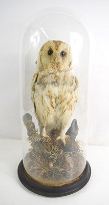 Lot 370 - A Taxidermy of a Barn owl under a Victorian...