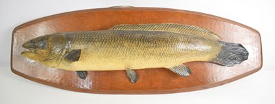 Lot 368 - A taxidermy of a Bowfin fish mounted on an oak...