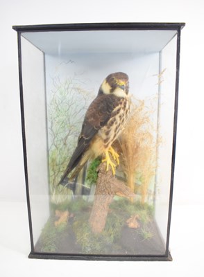 Lot 369 - A Taxidermy of a Hobby falcon, mounted on a...