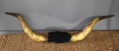 Lot 384 - A pair of wall mounted cattle horns, 150cm wide.