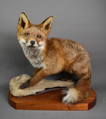 Lot 288 - Taxidermy: A male red fox standing on a...