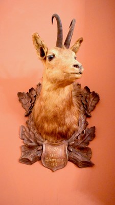 Lot 289 - A taxidermy adult male alpine chamois shoulder...
