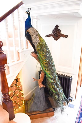 Lot 290 - A taxidermy Indian Peacock, full mount adult...