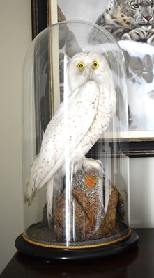 Lot 292 - An early 20th century Taxidermy Snowy Owl,...