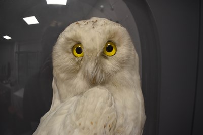 Lot 292 - An early 20th century Taxidermy Snowy Owl,...